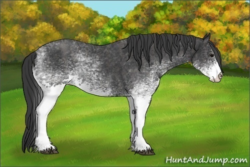 Horse Color:White Spotted Blue Roan Rabicano  Brindle
