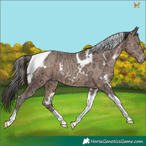 Horse Color:White Spotted Sable Champagne Ice Tobiano 