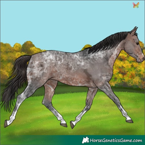 Horse Color:Bay Ice Sabino 