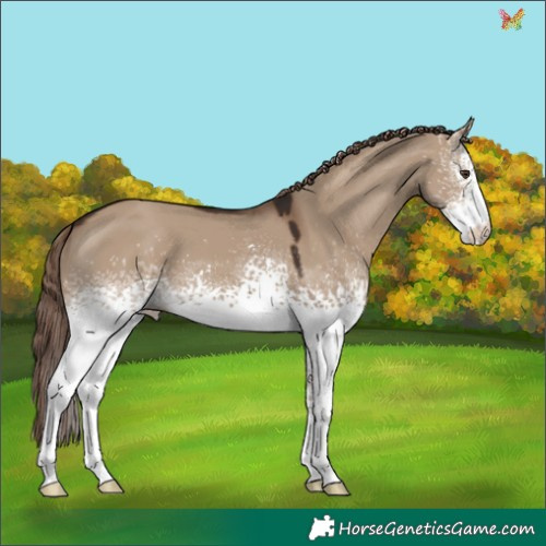 Horse Color:White Spotted Liver Red Dun 