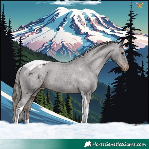 Horse Color:Liver Chestnut Mushroom Tobiano Appaloosa 
