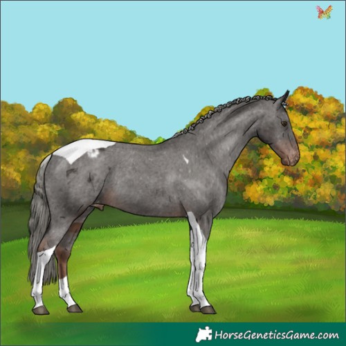 Horse Color:Liver Chestnut Mushroom Tobiano Appaloosa 