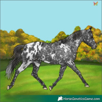 Horse Color:White Spotted Black Blanket 