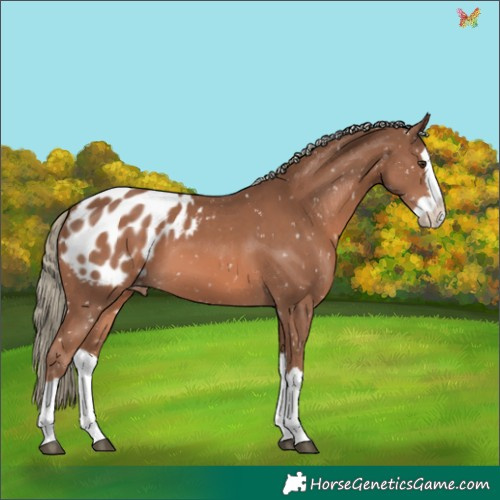 Horse Color:Chestnut Mushroom Splash Appaloosa 