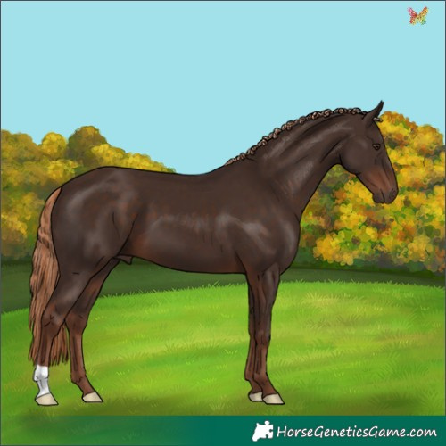 Horse Color:Liver Chestnut 
