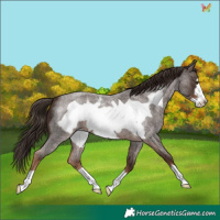 Horse Color:Liver Red Roan Frame 