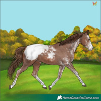 Horse Color:White Spotted Chestnut Appaloosa 