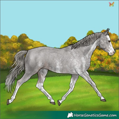 Horse Color:White Spotted Liver Chestnut Mushroom Splash Appaloosa 