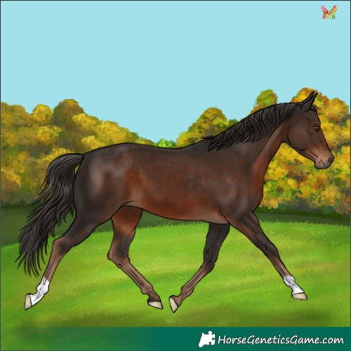Horse Color:Liver Chestnut 