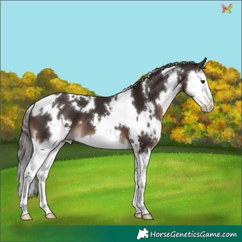 Horse Color:White Spotted Liver Chestnut Mushroom Splash 