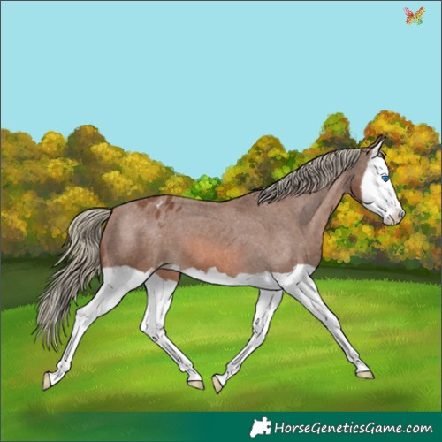 Horse Color:Chestnut Mushroom Splash Appaloosa 