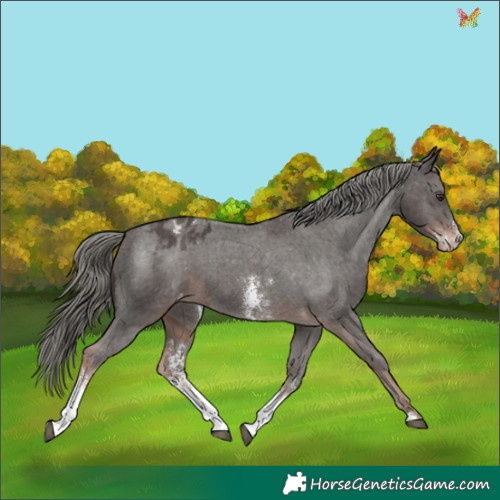 Horse Color:Liver Chestnut Mushroom Sabino Appaloosa 
