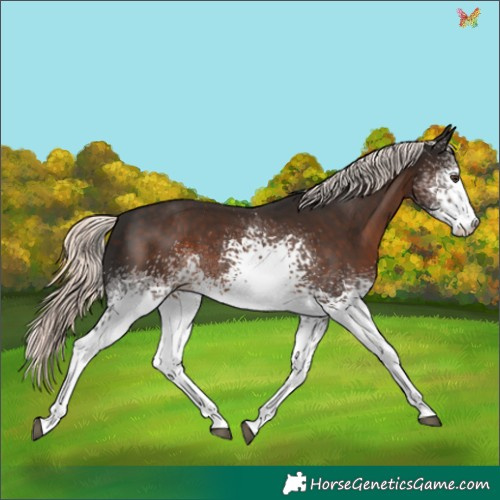 Horse Color:White Spotted Liver Chestnut Mushroom 