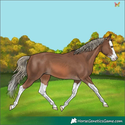 Horse Color:Chestnut Mushroom Splash 