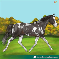 Horse Color:White Spotted Liver Chestnut Splash Appaloosa Rabicano 
