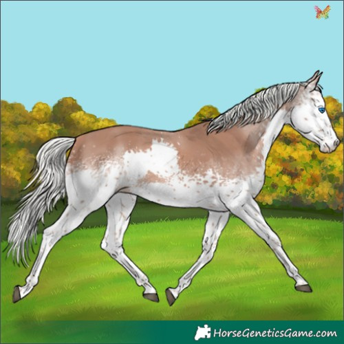 Horse Color:White Spotted Chestnut Mushroom Splash