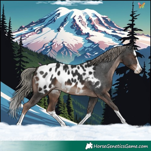 Horse Color:Liver Chestnut Mushroom Splash Near Leopard 