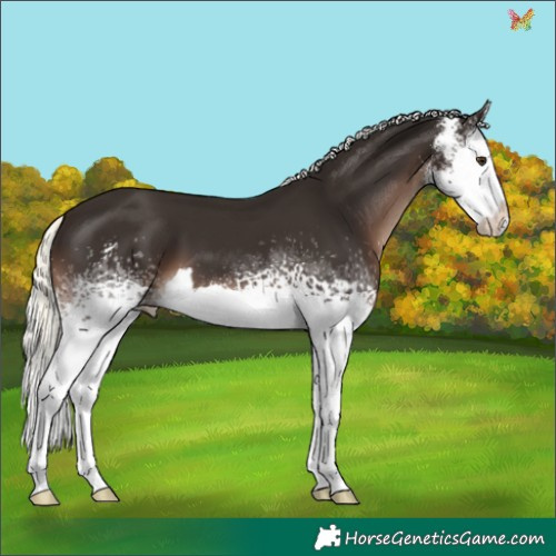 Horse Color:White Spotted Liver Chestnut Mushroom Sabino Splash 