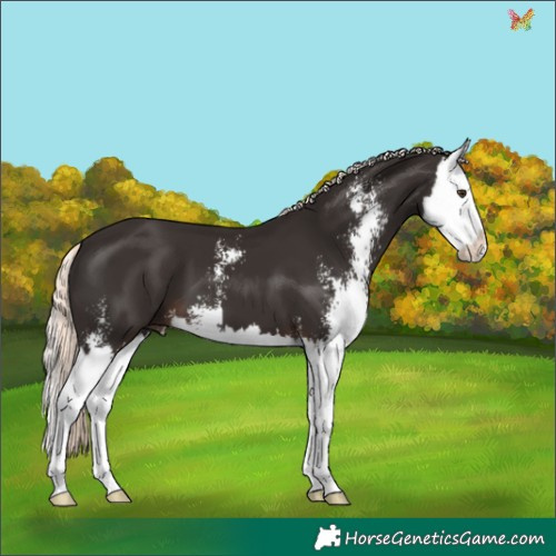 Horse Color:Liver Chestnut Mushroom Sabino Splash 