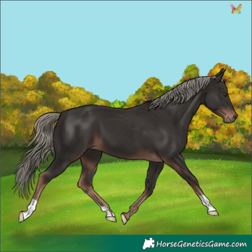 Horse Color:Liver Chestnut Mushroom