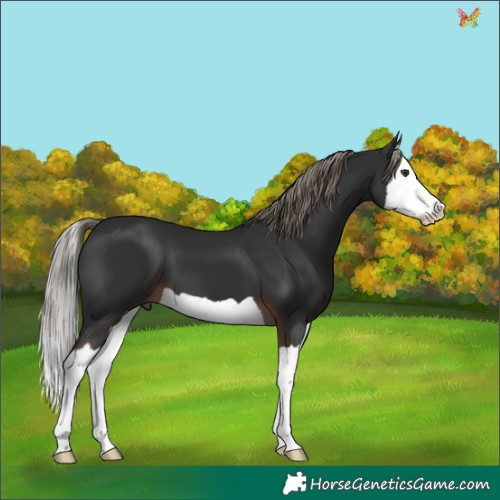 Horse Color:Liver Chestnut Mushroom Splash 