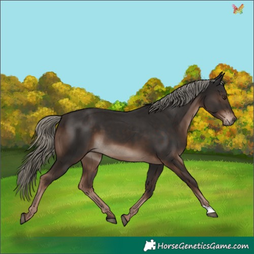 Horse Color:Liver Chestnut Mushroom 