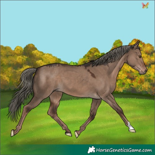 Horse Color:Liver Red Dun Mushroom 