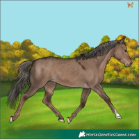 Horse Color:Liver Red Dun Mushroom