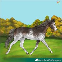 Horse Color:White Spotted Liver Chestnut Mushroom