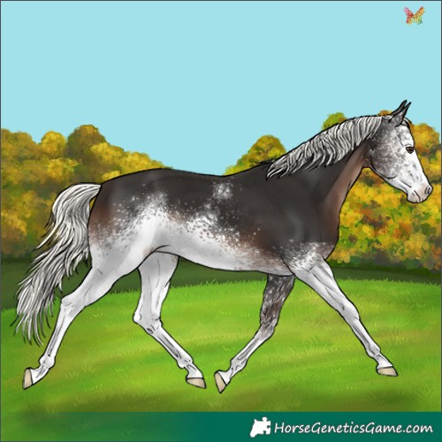 Horse Color:White Spotted Liver Chestnut Mushroom