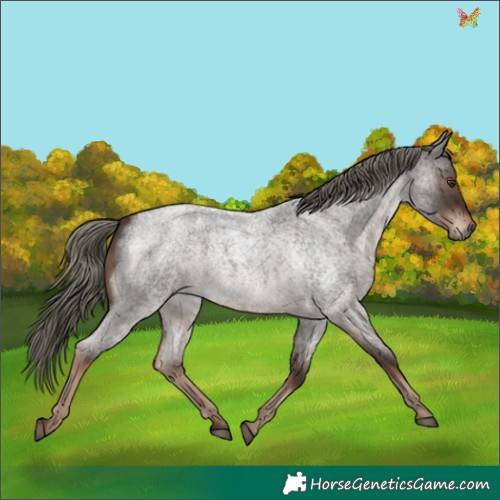 Horse Color:Liver Red Roan Mushroom