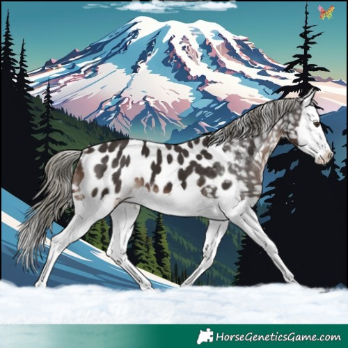 Horse Color:Liver Chestnut Mushroom Splash Near Leopard 