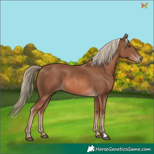 Horse Color:Chestnut Mushroom 