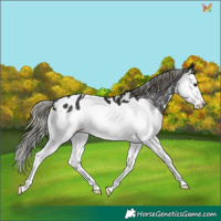 Horse Color:Liver Chestnut Mushroom Splash Appaloosa 