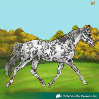 Horse Color:White Spotted Liver Chestnut Mushroom Snowflake Varnish 