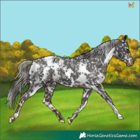 Horse Color:White Spotted Liver Chestnut Mushroom Appaloosa 