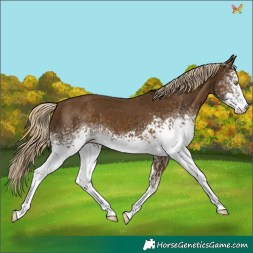 Horse Color:White Spotted Chocolate Palomino Mushroom