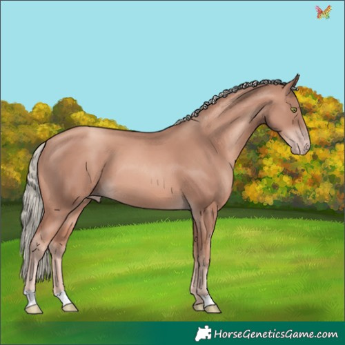 Horse Color:Gold Champagne Mushroom 