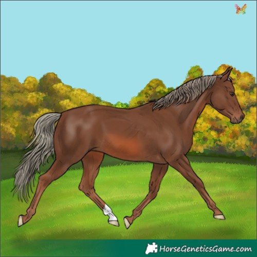 Horse Color:Chestnut Mushroom