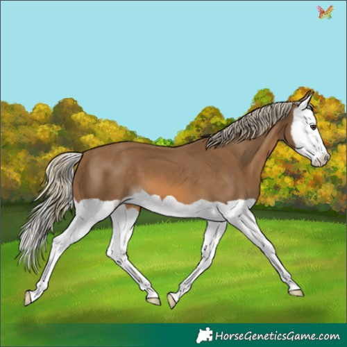 Horse Color:Chocolate Palomino Splash 