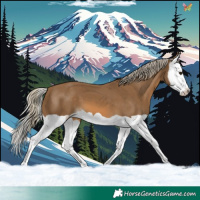 Horse Color:Chocolate Palomino Splash 