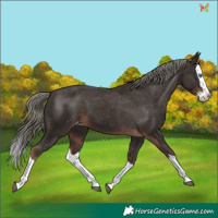 Horse Color:Liver Chestnut Mushroom Splash Varnish