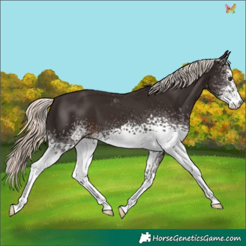 Horse Color:White Spotted Liver Chestnut Mushroom 