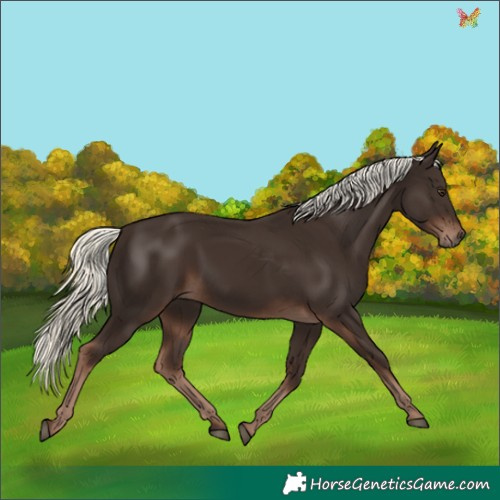 Horse Color:Liver Chestnut Mushroom 