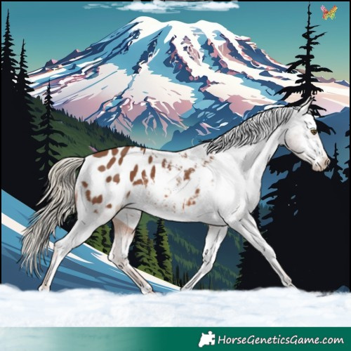 Horse Color:Chestnut Mushroom Appaloosa 