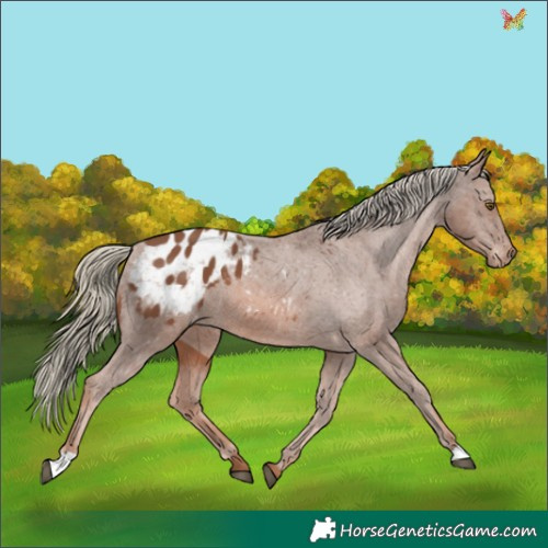 Horse Color:Chestnut Mushroom Appaloosa 