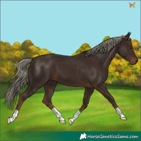 Horse Color:Liver Chestnut Mushroom 