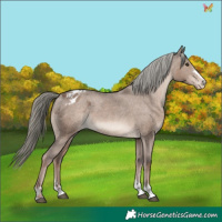 Horse Color:Liver Red Dun Mushroom Appaloosa 