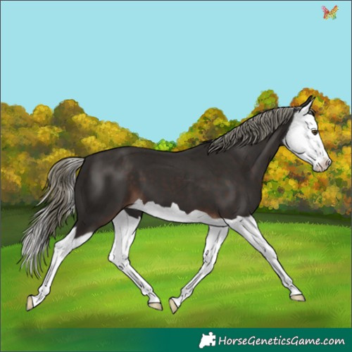 Horse Color:Liver Chestnut Mushroom Splash 