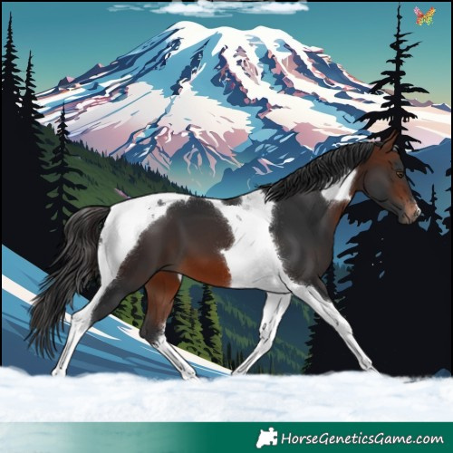 Horse Color:Brown Mushroom Tobiano 
